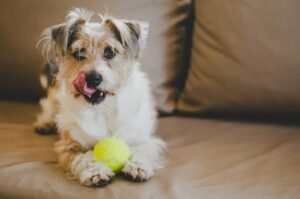 Forgotten Dogs Animal Rescue Adoption Event