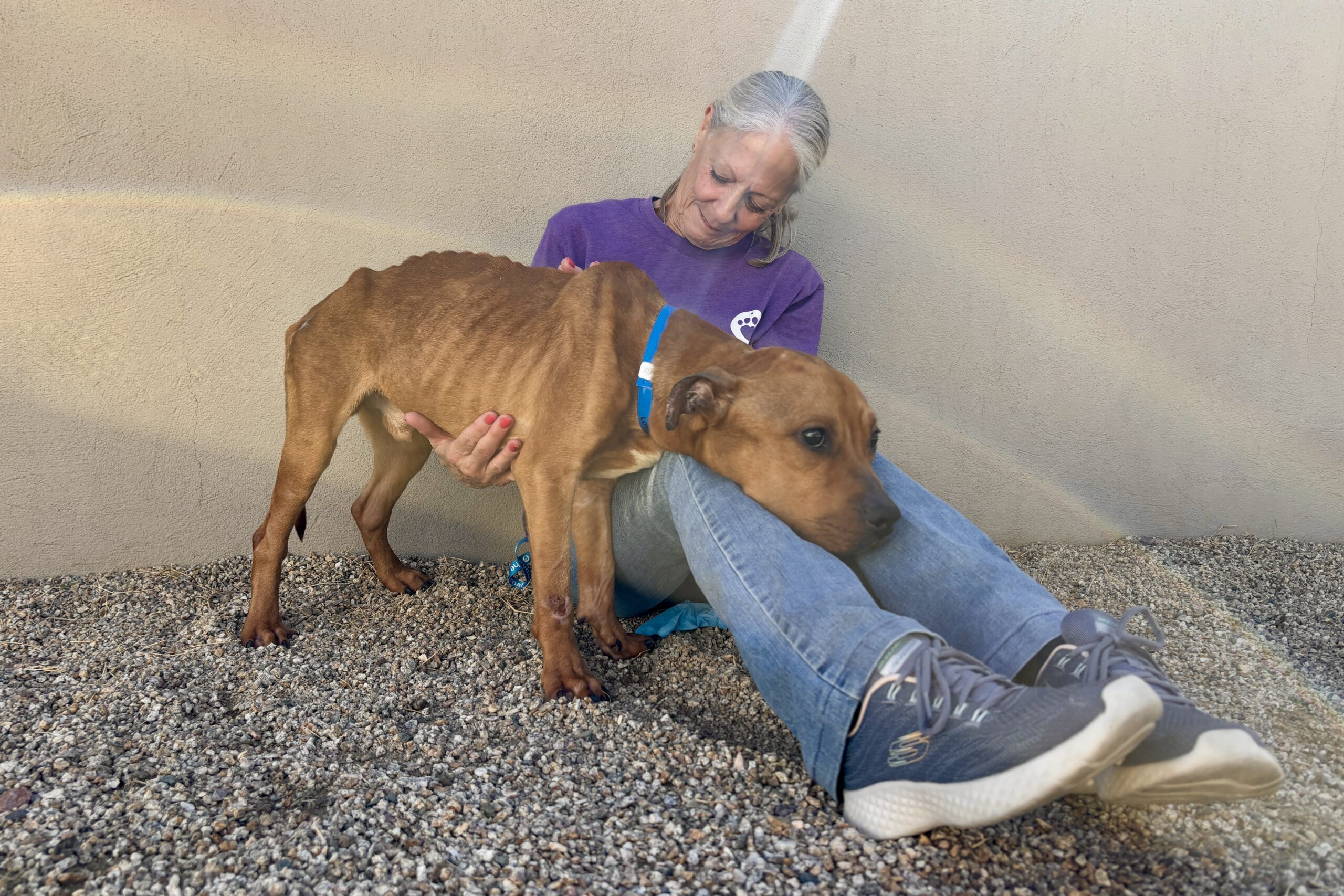 Emaciated Dog ‘Chappo’ Defies the Odds After Being Rescued Weighing ...