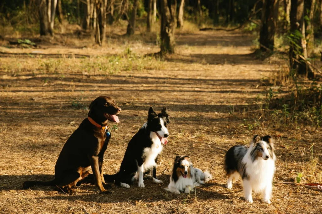 Halloween Pack Walk