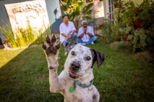 Image Credit: Best Friends Animal Society