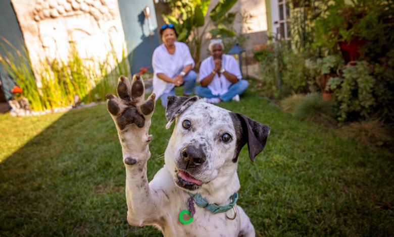 Image Credit: Best Friends Animal Society