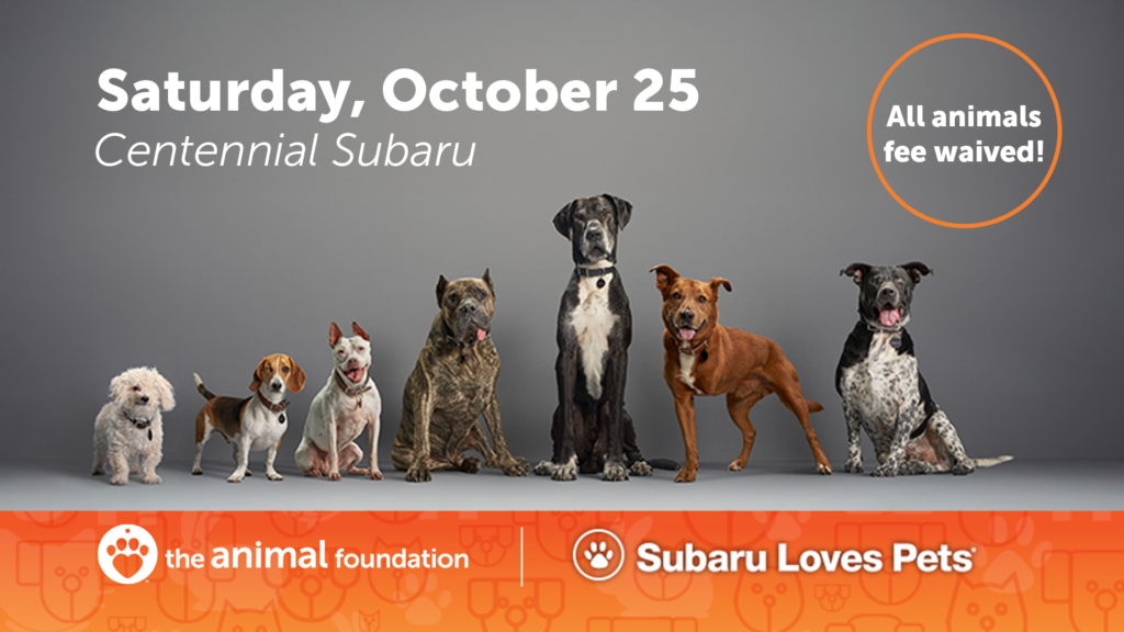 Subaru Loves Pets Adoption Event