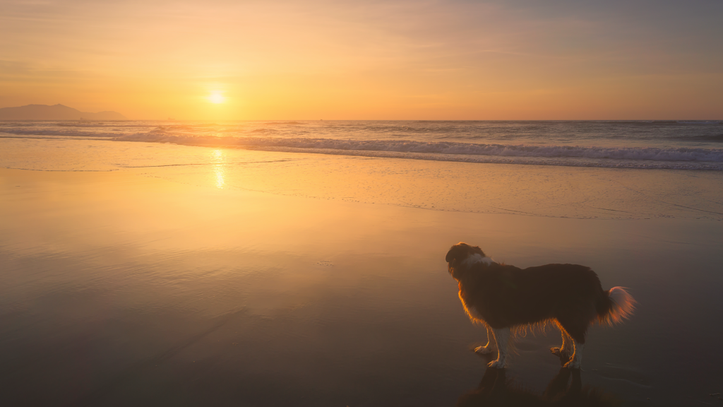Golden Hour at Chicken N Pickle