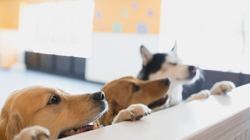 Happy Hour & Dog Park Party