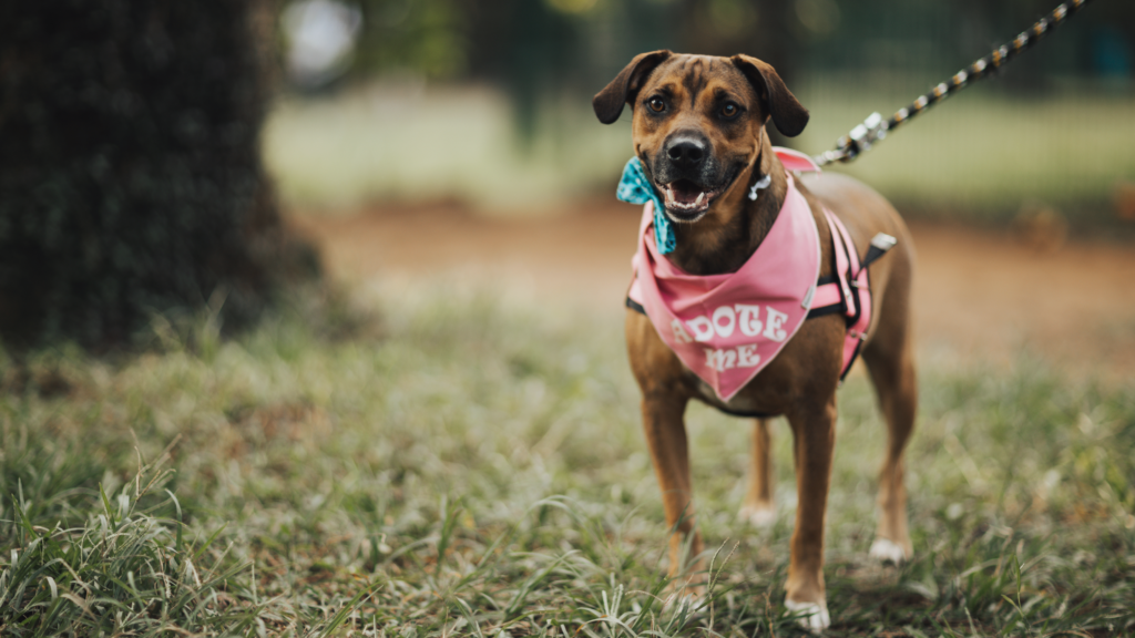 Raise The Bar-n Sunday Adoption Event