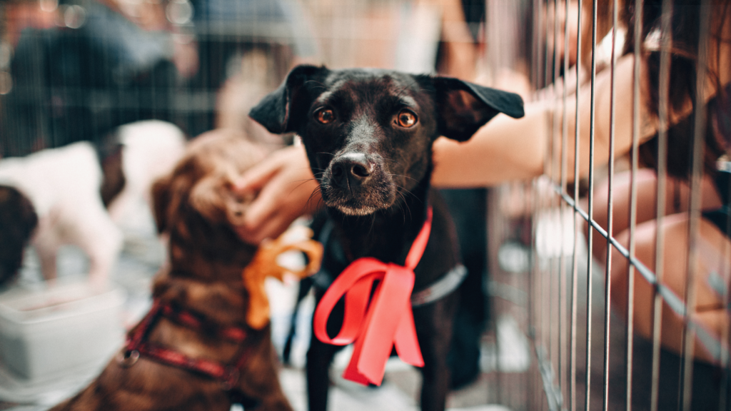 SNARL Adoption Event