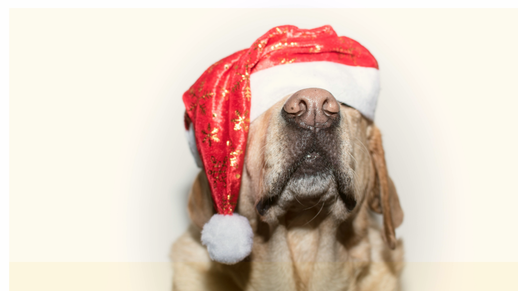Santa Paws & Pop Up Holiday Event
