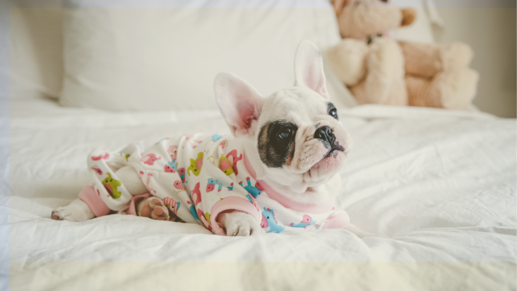 Barkin’ Basin PAWS and Pajamas