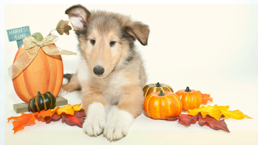 8th Annual Barxgiving Fundraiser