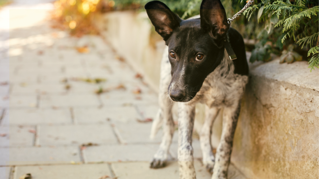 A Home 4 Spot Saturday Adoption Event