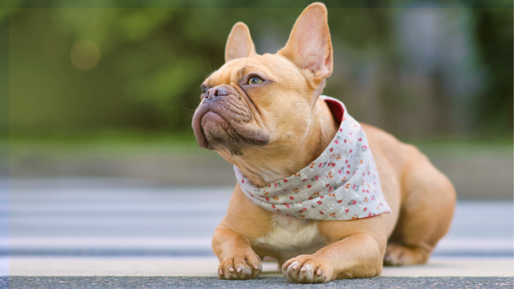 Canine Good Citizen Test