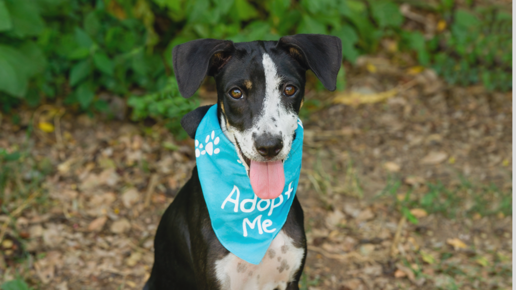 Amazing Adoption Event