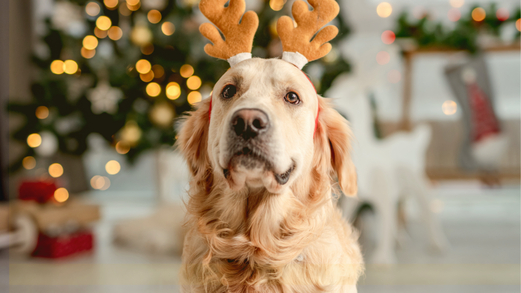 Santa Paws Holiday Photos