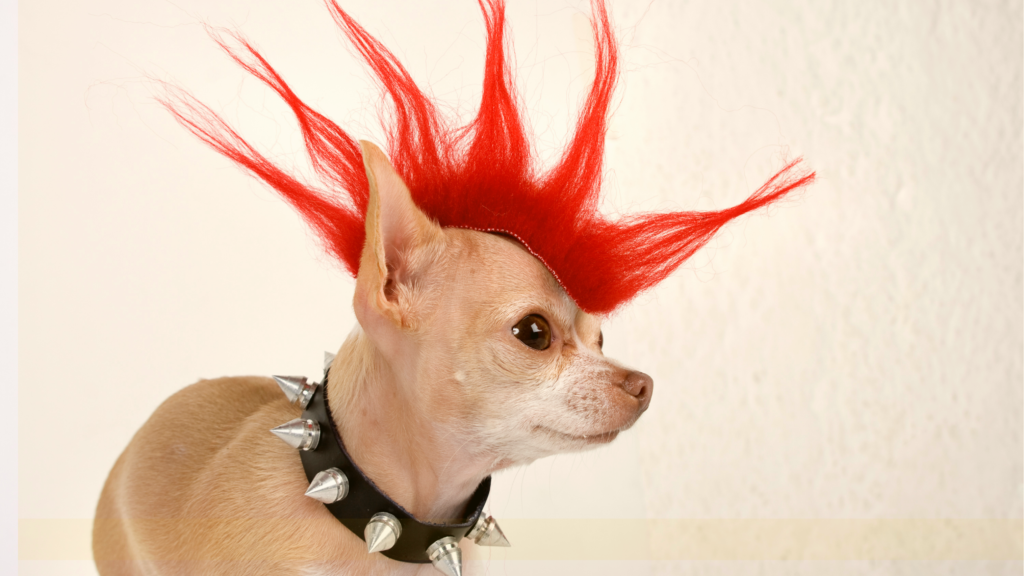 Punk Rock Adoption Event