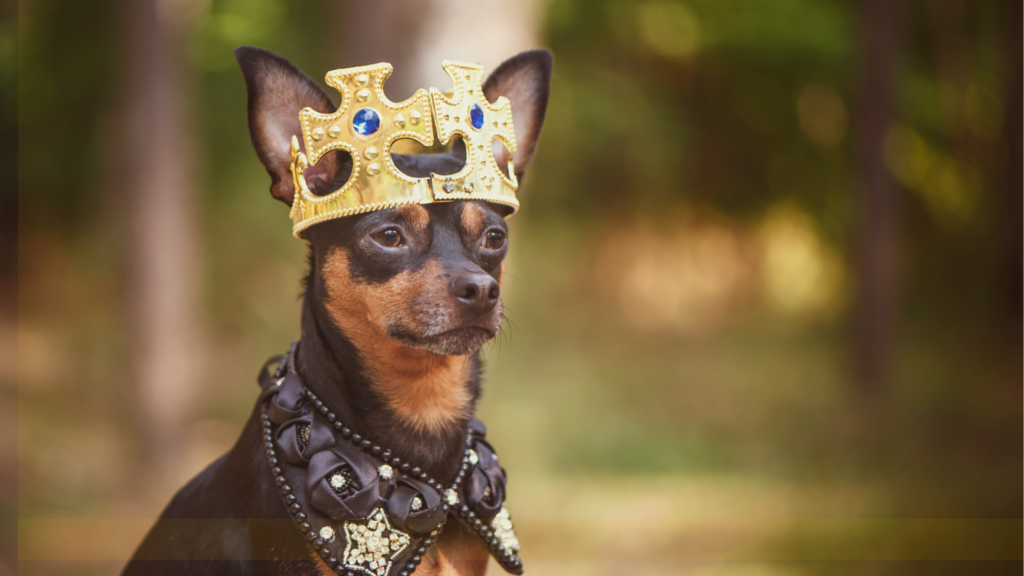 Fur The Babies Benefit