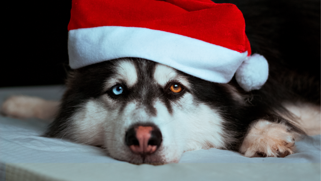 Santa Paws Pictures (Dogs, Cats & Kids too!)
