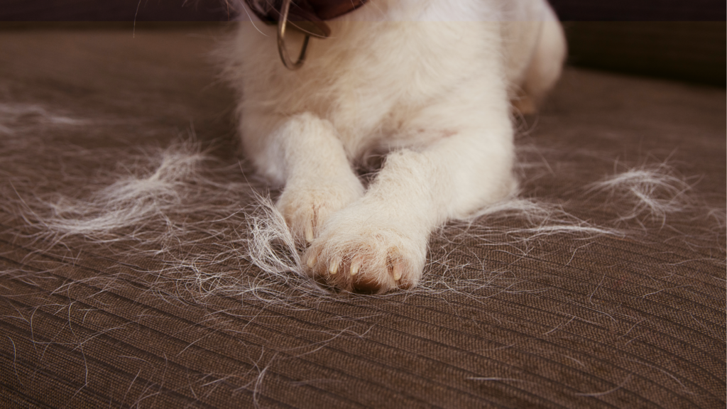 How Much Dog Hair Do We Accidentally Eat? What Science Actually Says