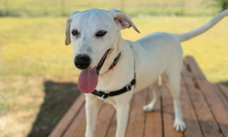 Image Credit: KNES 5 Staff