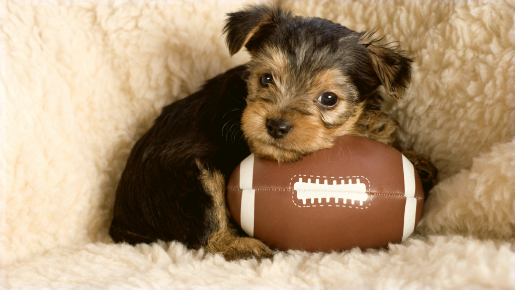 Puppy Bowl Pop-Up Adoption Event