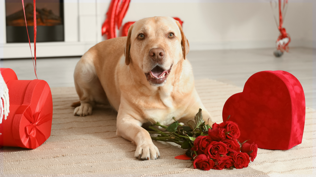 Paws, Purrs & Valentines Smiles