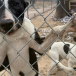 Image Credit: BISSELL Pet Foundation