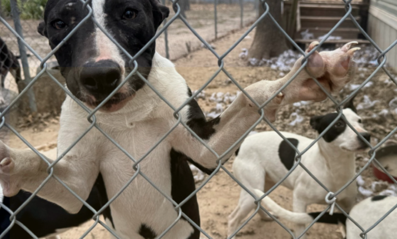 Image Credit: BISSELL Pet Foundation