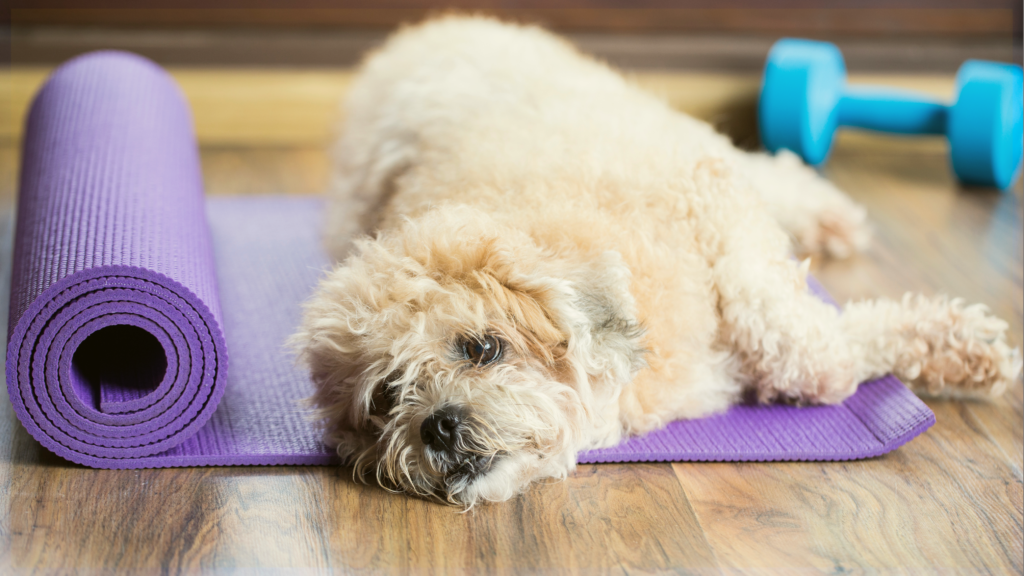 Puppy Yoga