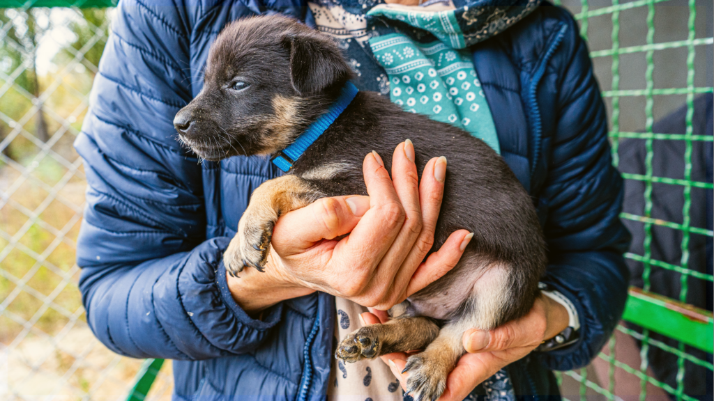Forgotten Dogs Adoption Event