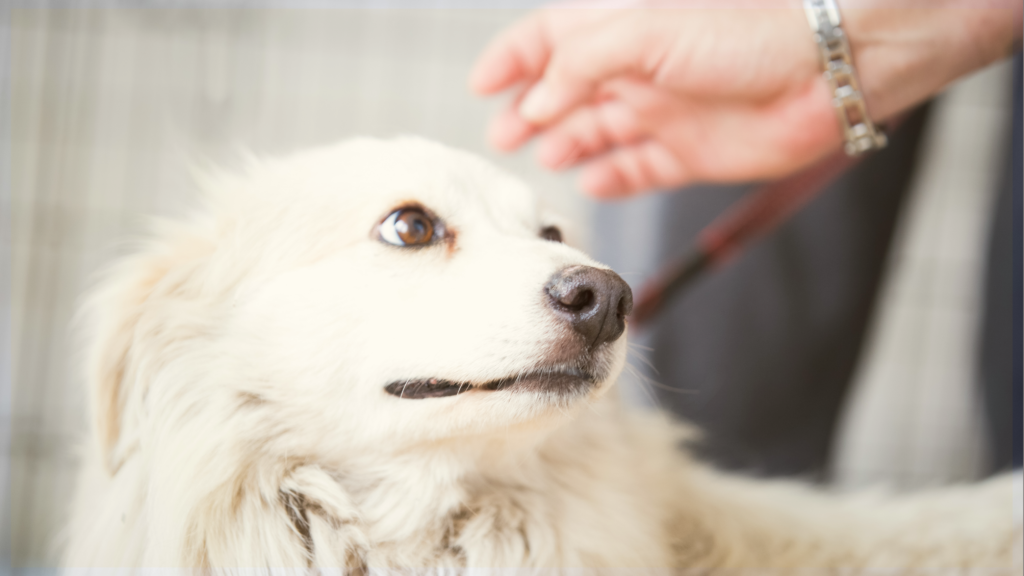 Love Finds a Home Adoption Event