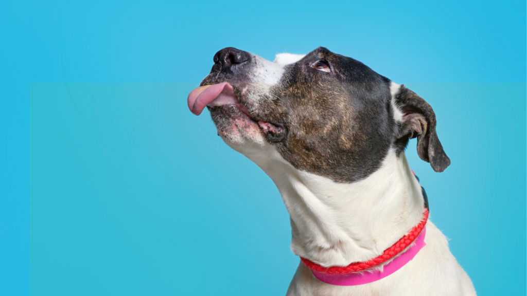 SNARL Adoption Event