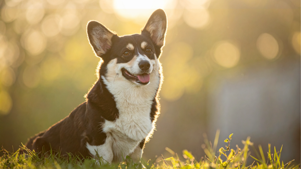 Corgi Winter Pawty Play Date