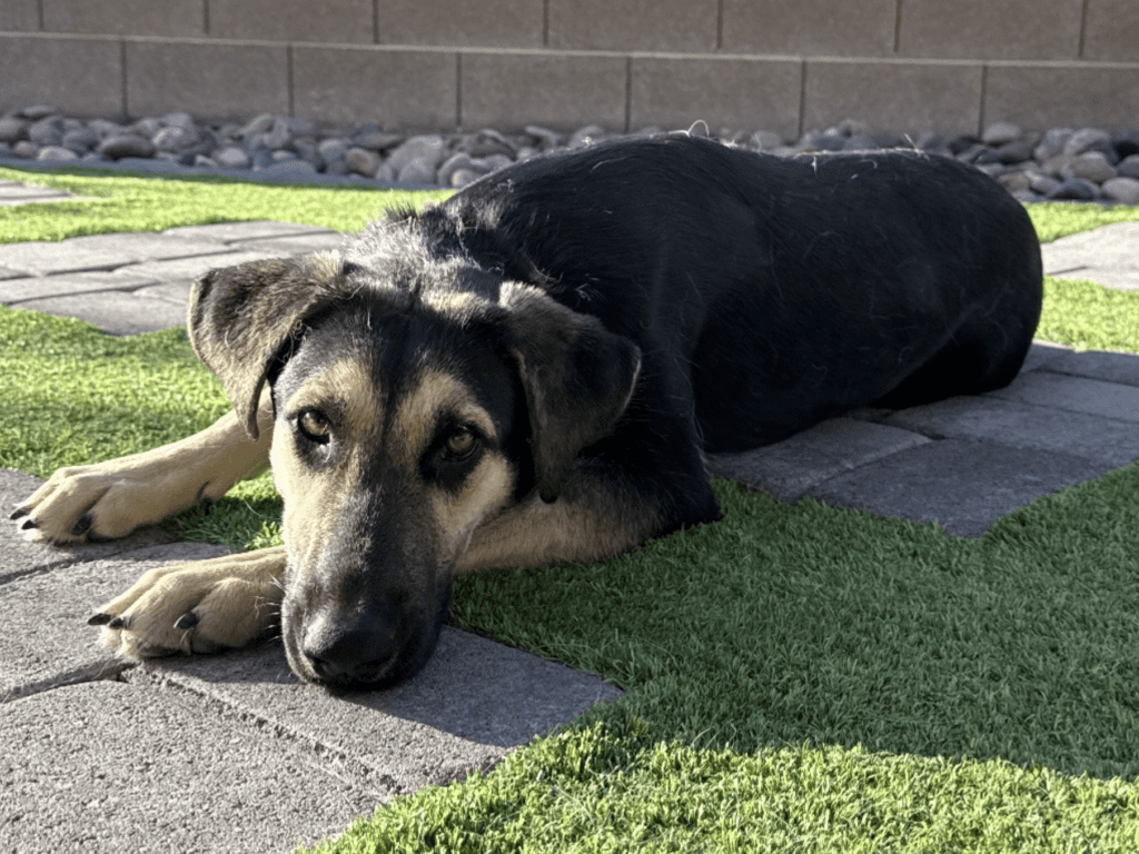 SPCA of Northern Nevada and PetSmart Charities for a special Adoption Pop-Up