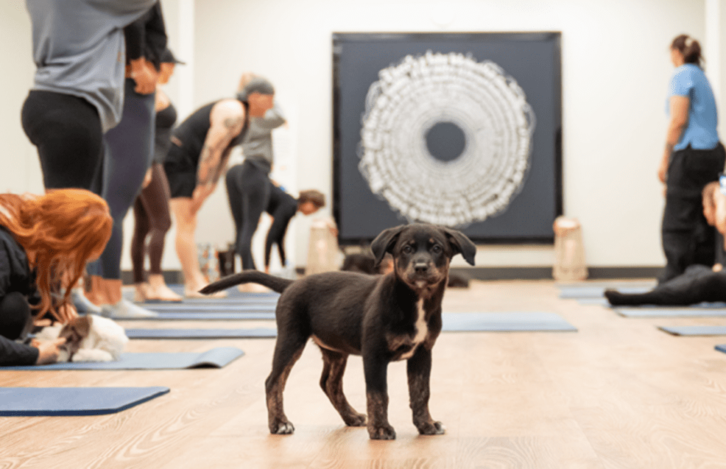 Puppies & Pilates – Reno