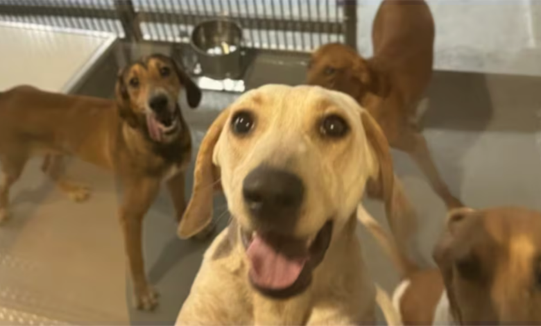 Image Credit: CBC.ca