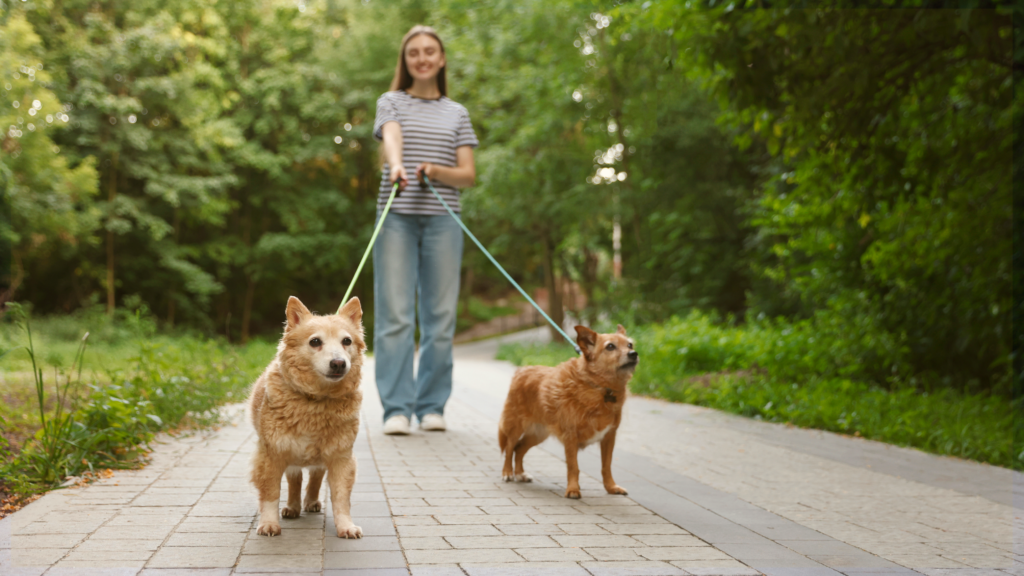 5th Annual A Day in the Park; Sickle Cell Disease Education, Awareness & Walk