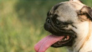 Pug Sunday Playtime