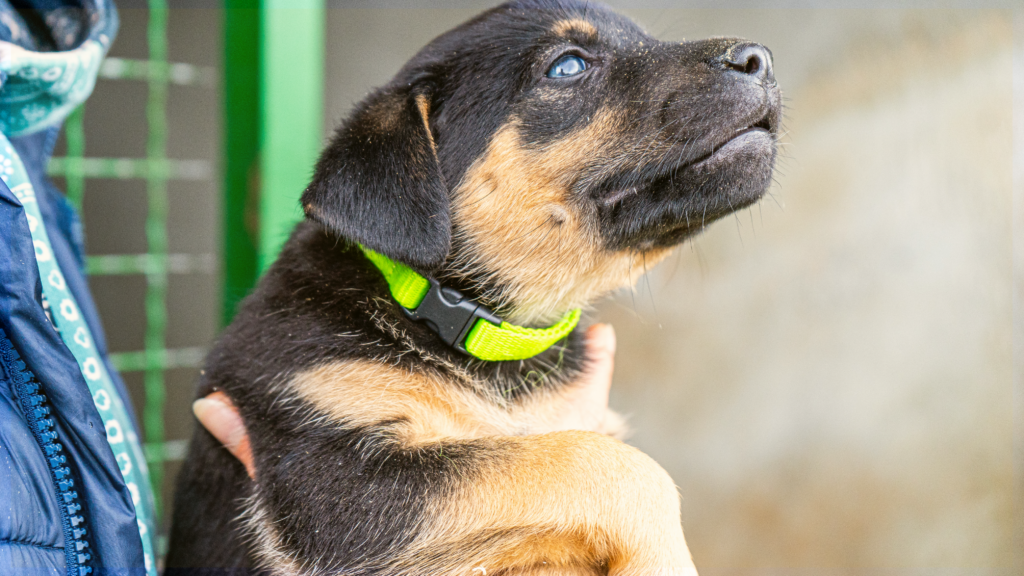Dog Supplies Outlet Adoption Event