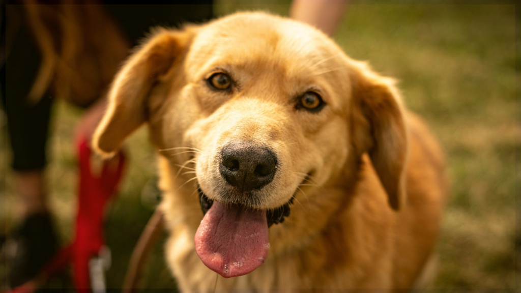 Never Forgotten Animal Society February Adoption Event