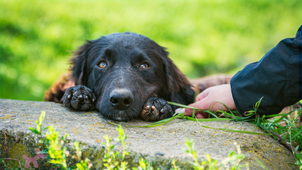Foreclosed Upon Pets Saturday Adoptions