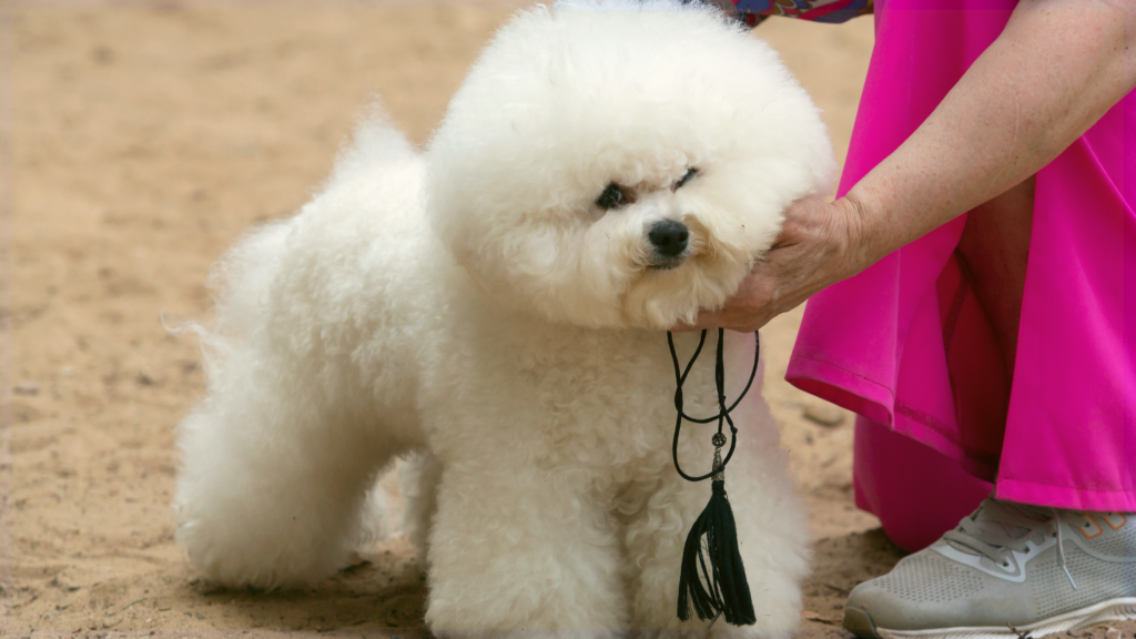 Silver State Kennel Club & Specialties Event