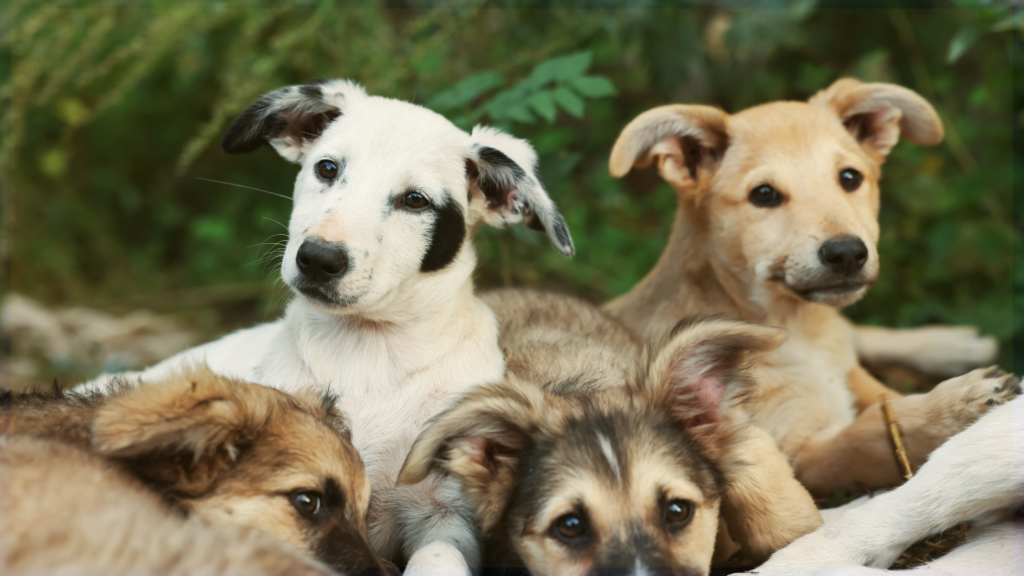 Healing Hearts with Paws