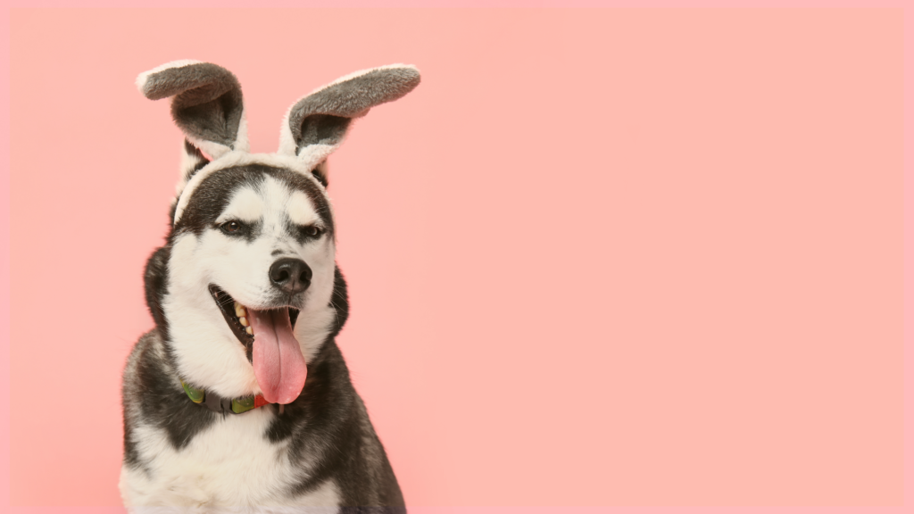 Pup Easter Bunny Photos
