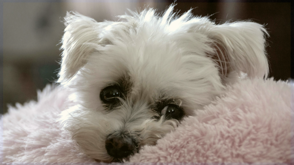 Special Pet Adoption Event – Mesquite