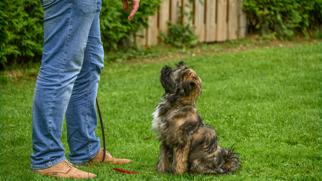 Pahrump Dog Training Group Class