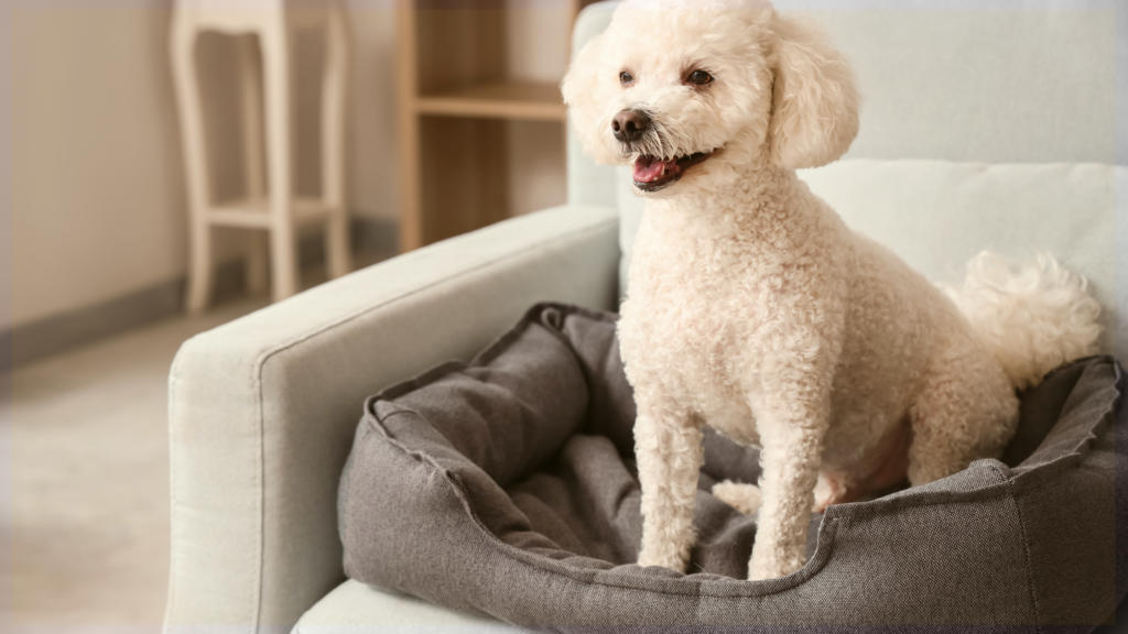 House of Second Chances Adoption Event