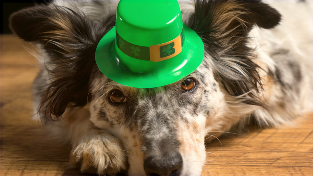 St. Patrick’s Adoption & Treat Event