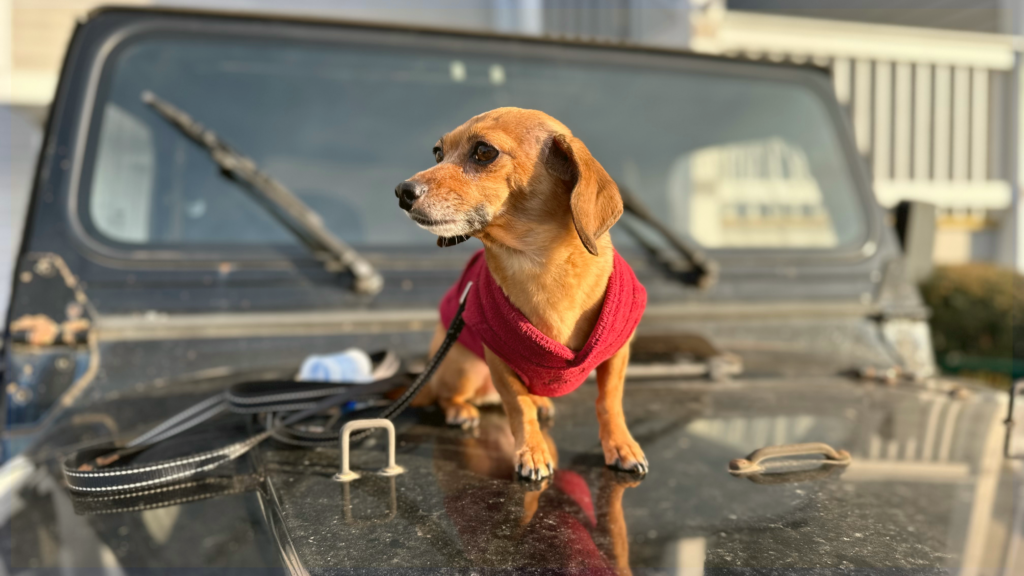 National Go Topless Day – Jeep Charity Event