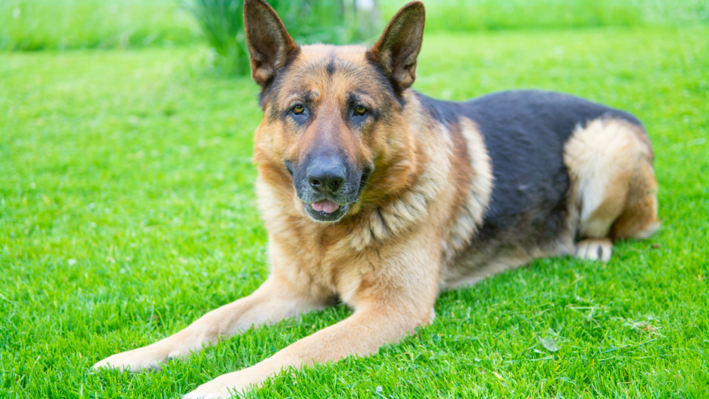 Working Dogs of Nevada Adoption Event