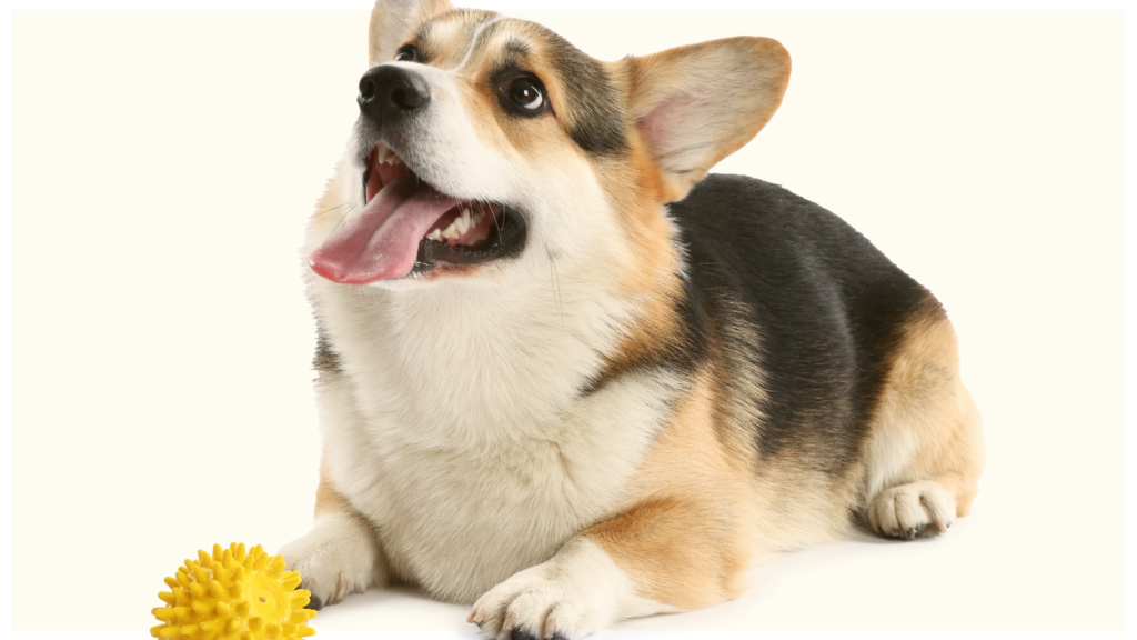 Corgi April Play Date