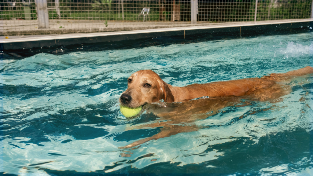 Golden Retriever Pool Pawty & Fundraiser